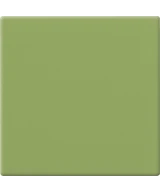 10x10 Kiwi
